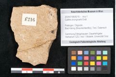Foto (Objekt + Etikett) von Callitris brongniartii Endl. (NHMW-GEO-2024-0188-8216)